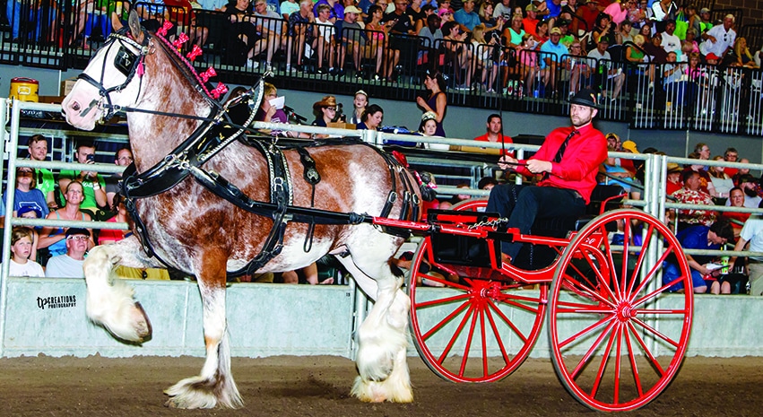 Forty Clydesdales reside at Alamar Acres and Gregglea Farms, Knobloch’s breeding partners in Ontario, Canada. Between the two operations, known collectively as Gregglea Alamar Clydesdales, they have been consistent winners in the show arena.