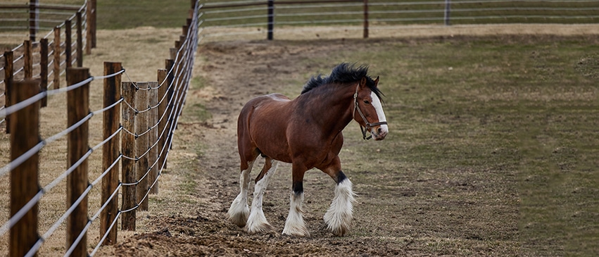 A Clydesdale horse