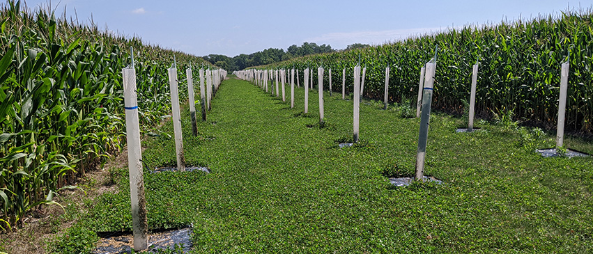 Harvesting black currants