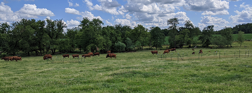 Cows in an experimental silvopasture field at Fields Restored.