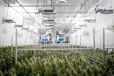 Marijuana plants like their environment