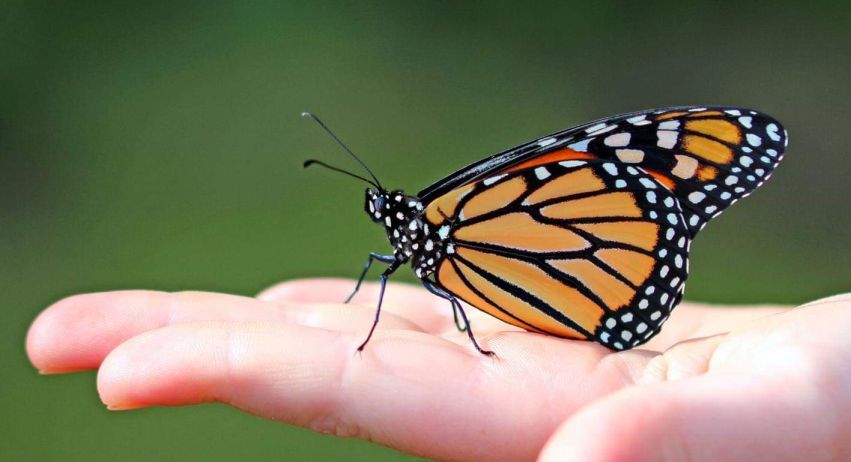 monarch butterfly
