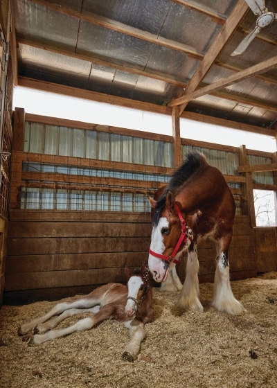 Clydesdales