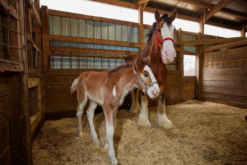 Clydesdales