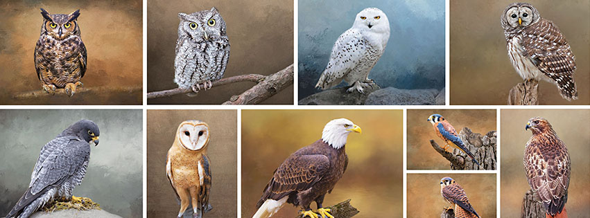 various bird species