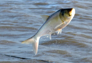 Fish jumping out of the water