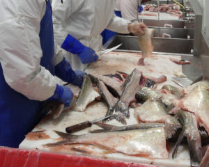 Workers cleaning fish for processing