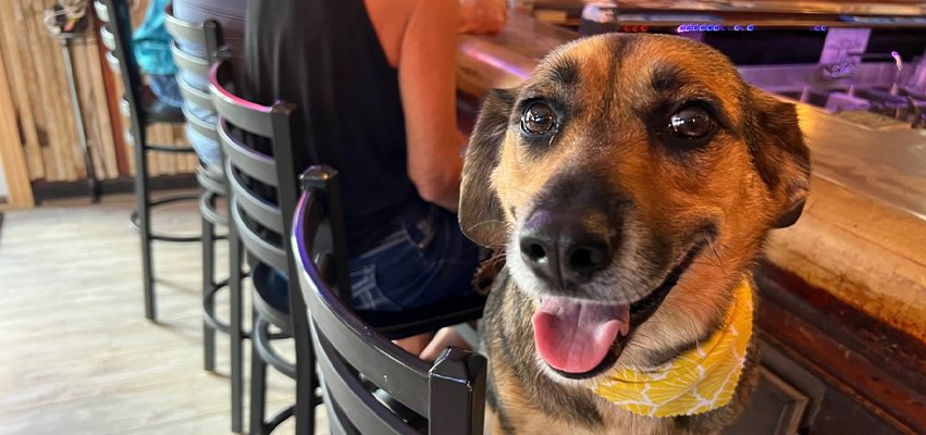 A dog sitting on a bar stool in front of a bar