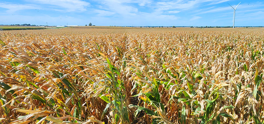 Central Illinois Cornfield