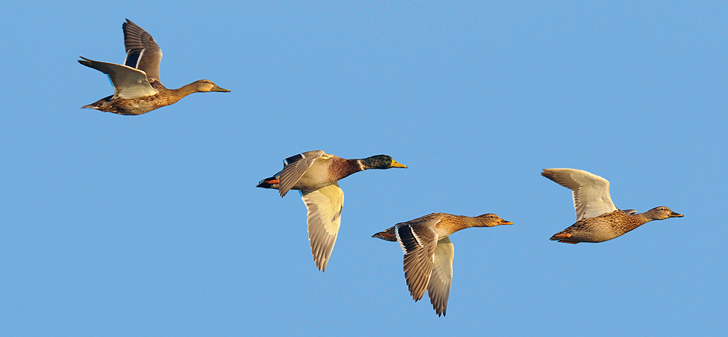 ducks in flight