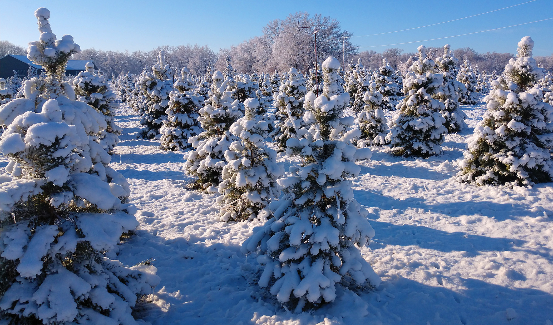 snow covered trees