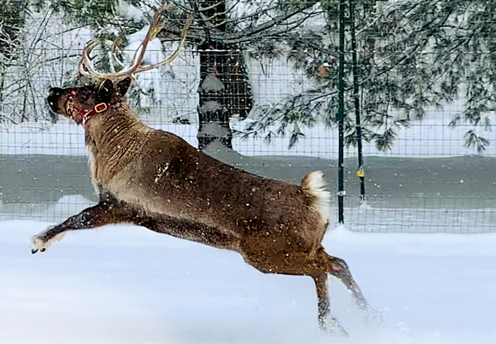 captive reindeer