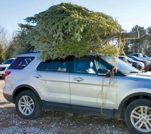tree strapped on car