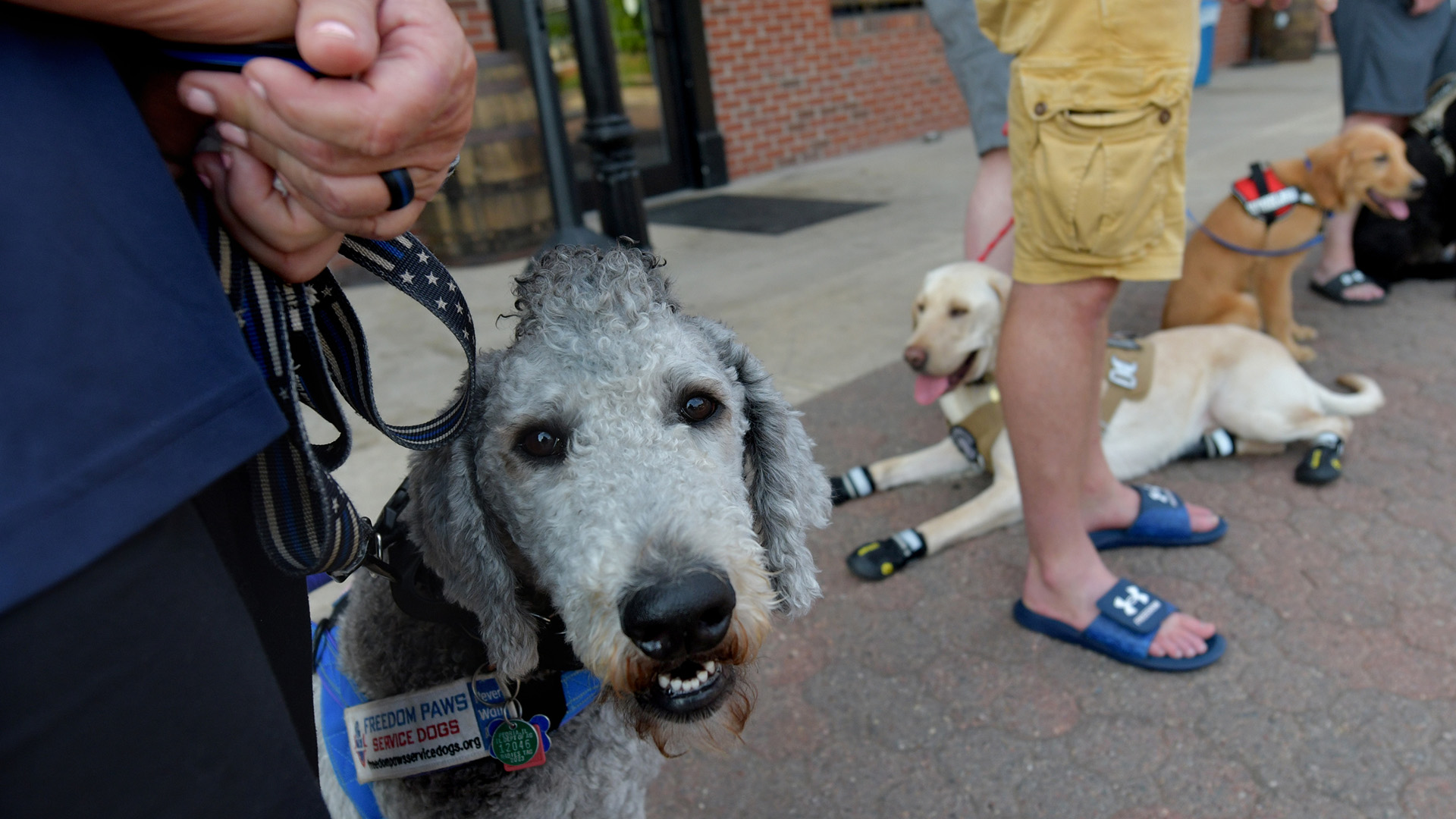 A Freedom Paws Service Dog Foundation training session