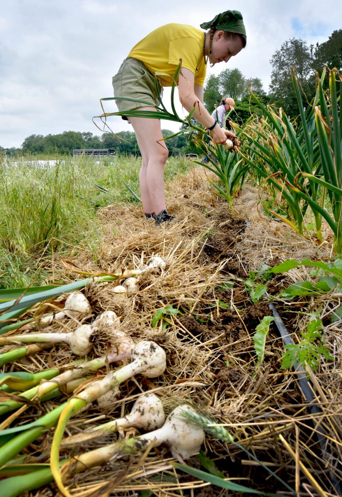 Lucy Krider of Bradford picks fresh garlic at the Broad Ranch Farm