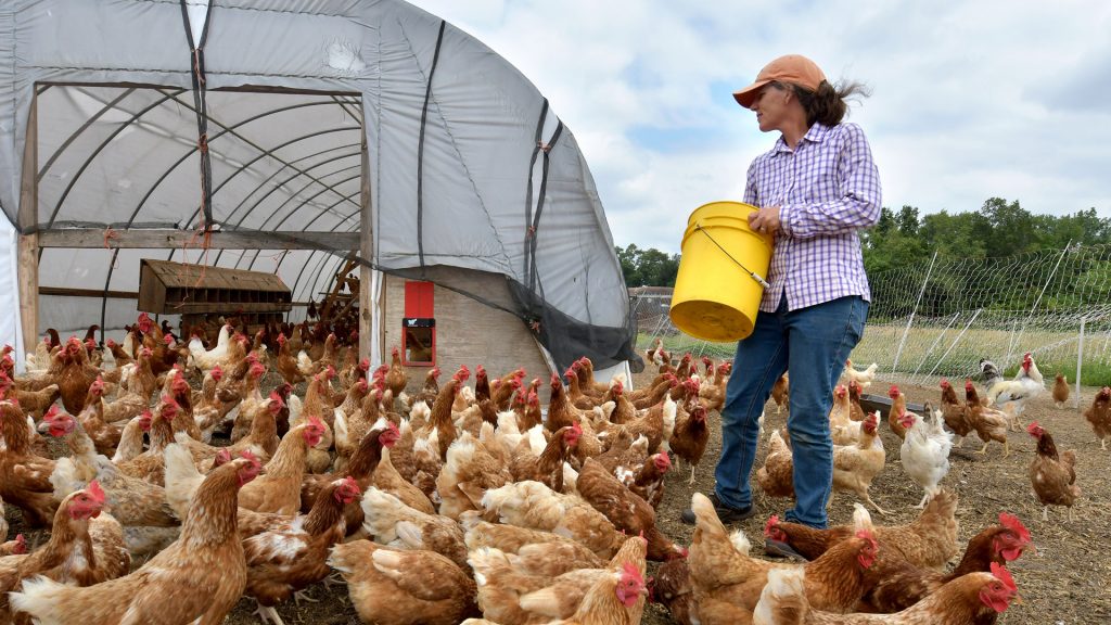 Anita Poeppel feeds chickens at the Broad Ranch Farm in Chillicothe