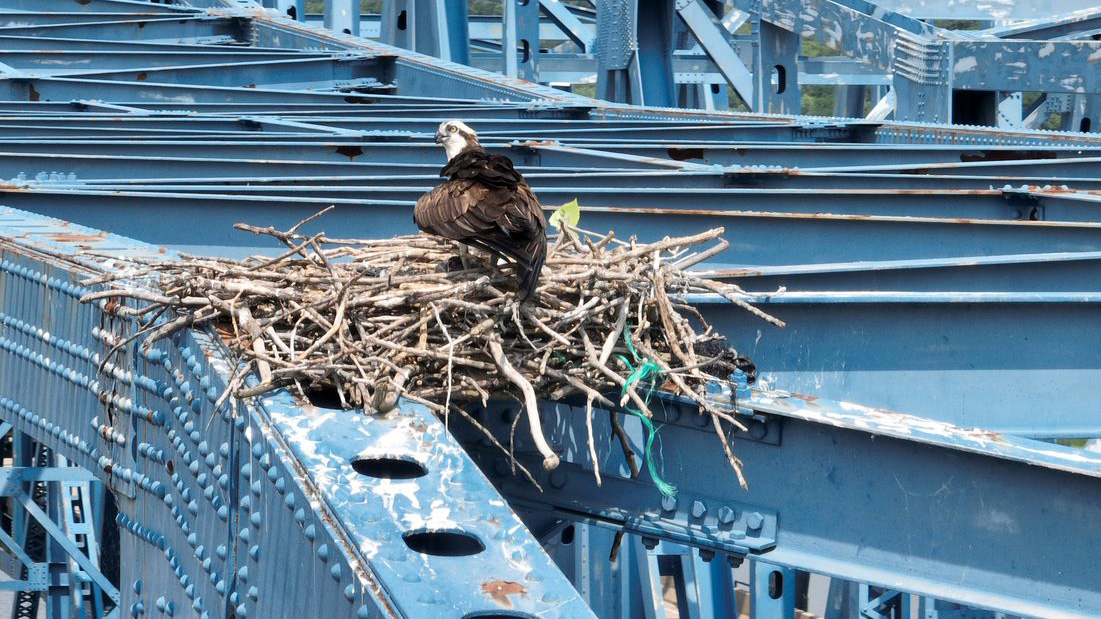 osprey perches inside a nest atop the eastbound McClugage Bridge